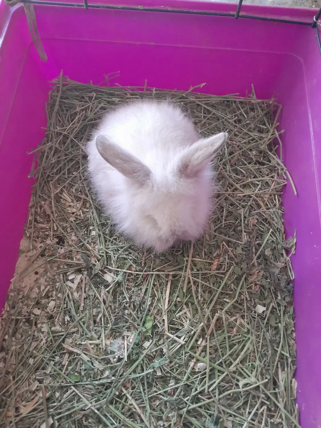 خرگوش کوچولولپ|موش و خرگوش|فومن, |دیوار