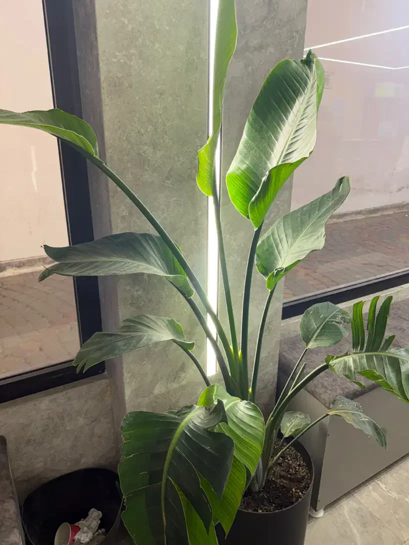 سالن دار خانم  کمک اشپز مبتدی قلیون زن|استخدام خدمات فروشگاه و رستوران|نوشهر, |دیوار