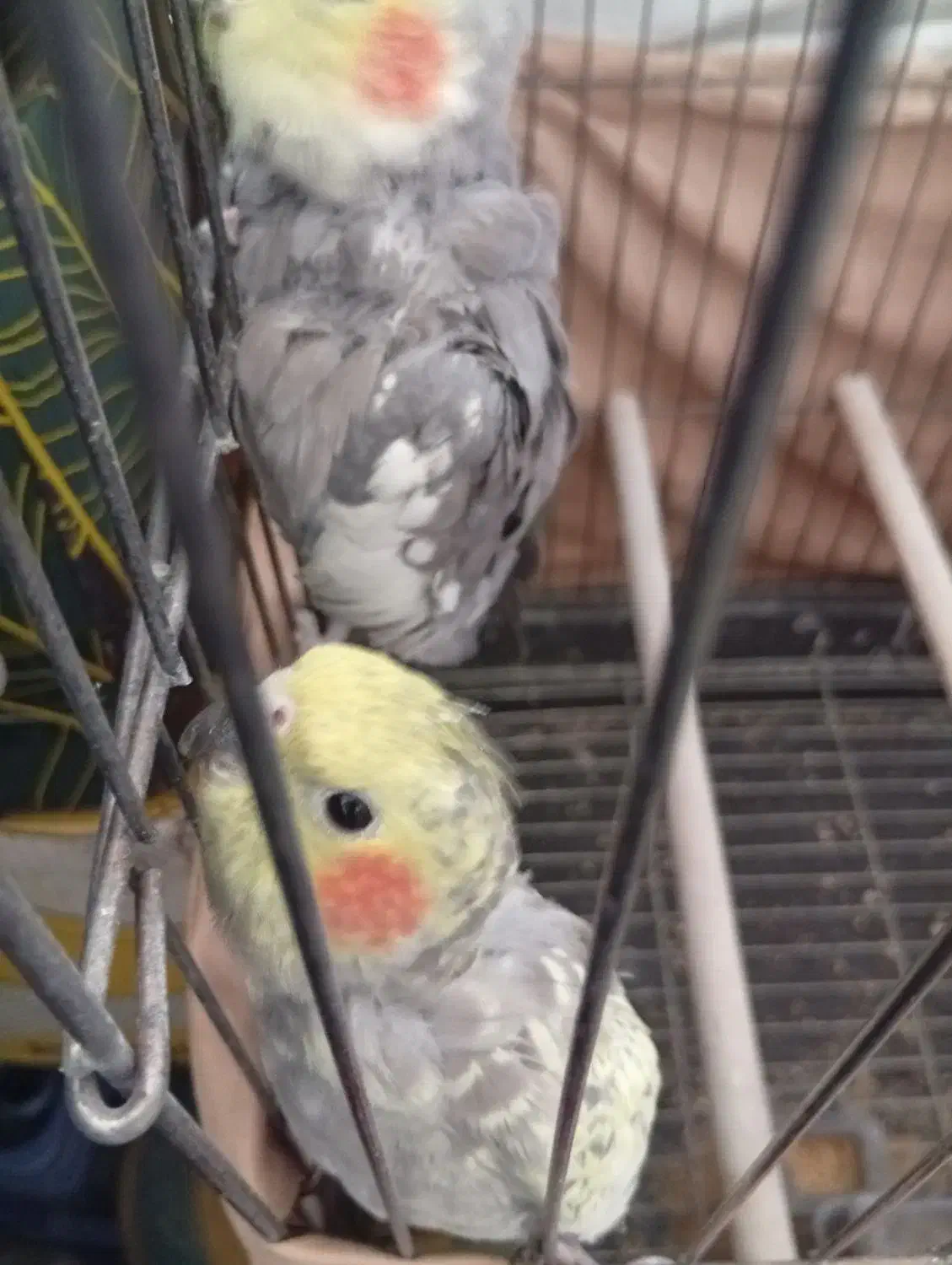 عروس هلندی مولد|پرنده|پاکدشت, شهرک امام رضا|دیوار