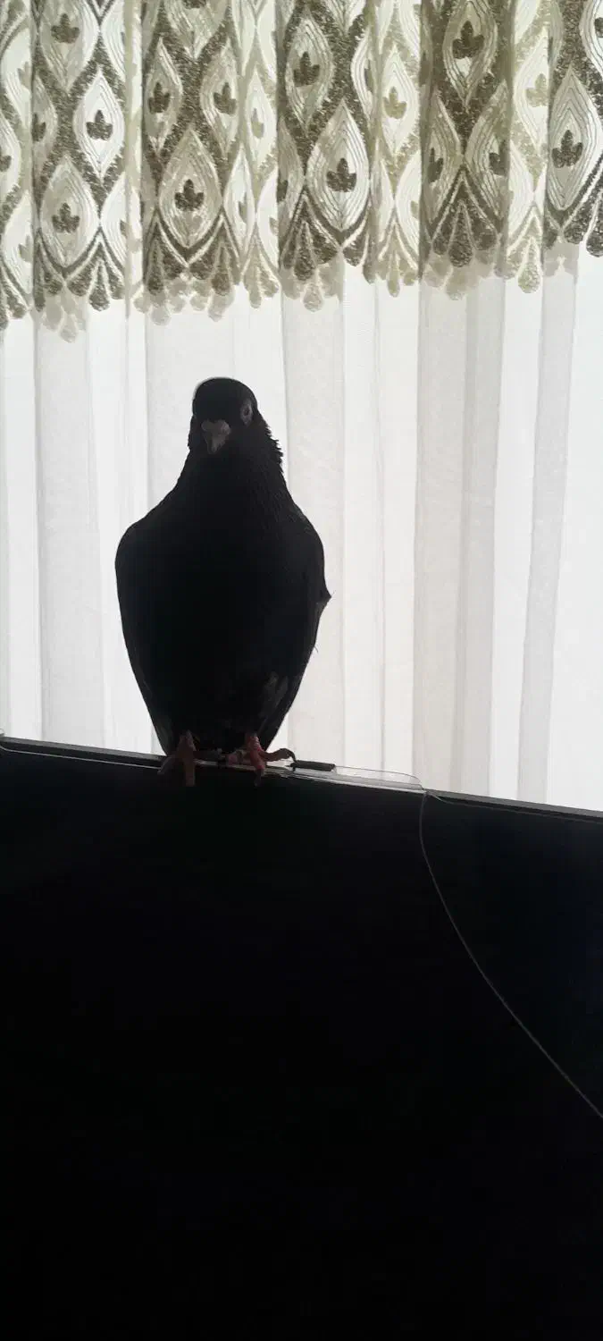 کبوتر گمشده|حیوانات|بیجار, |دیوار