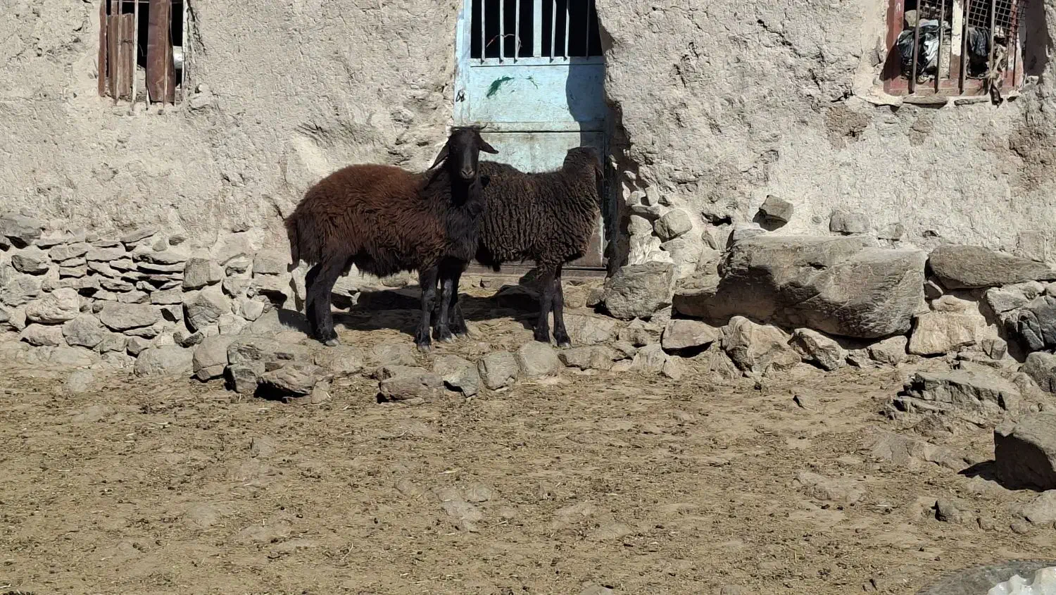 بره نر هترو بالا ۷۰ کیلو|حیوانات مزرعه|سرولایت, |دیوار