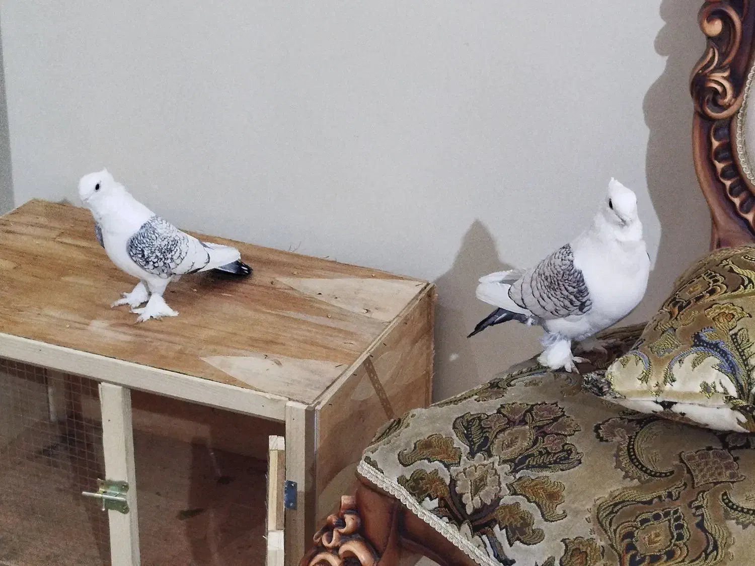 کفتر یا کبوتر|پرنده|ری, شهادت|دیوار