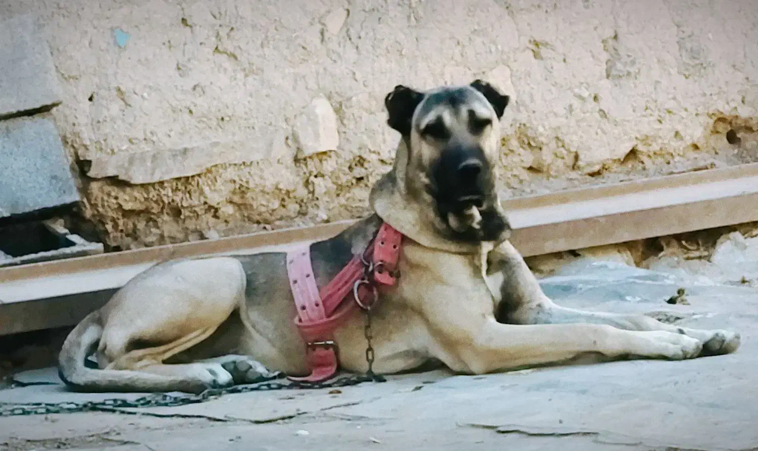 سگ سرابی|سگ|بهار, |دیوار