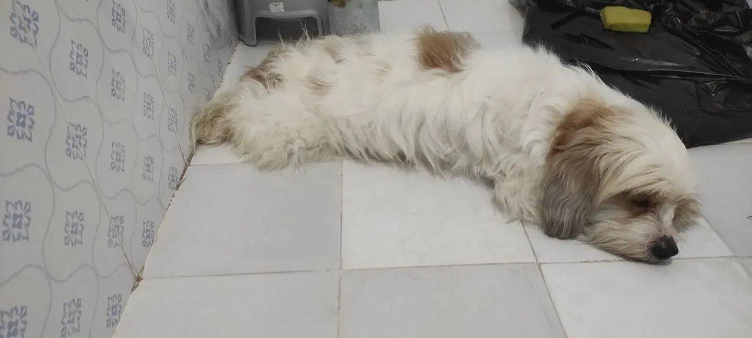 سگ پاکوتاه|سگ|قائم‌شهر, |دیوار