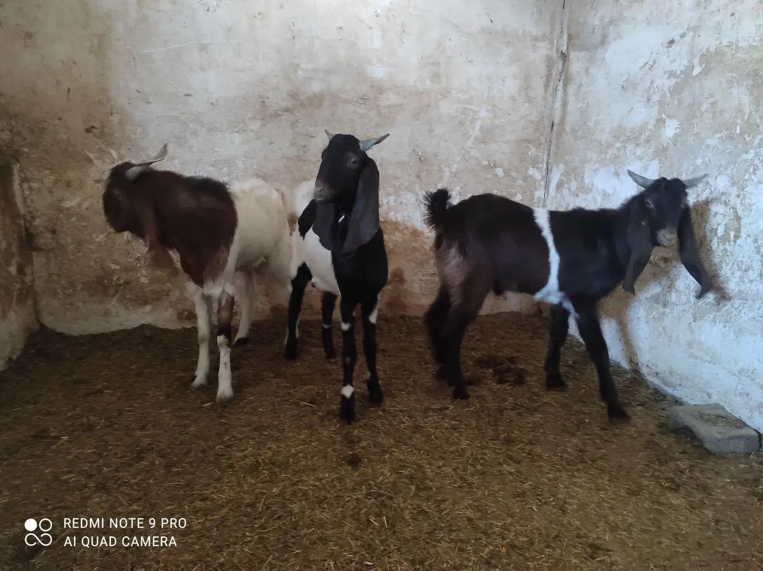 فروش بیگ|حیوانات مزرعه|شوش, |دیوار