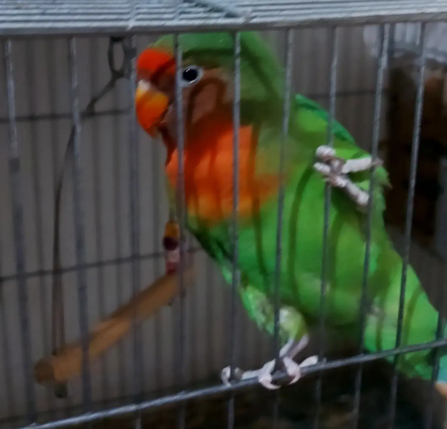 برزیلی نر و ماده فروشی|پرنده|نوشهر, |دیوار