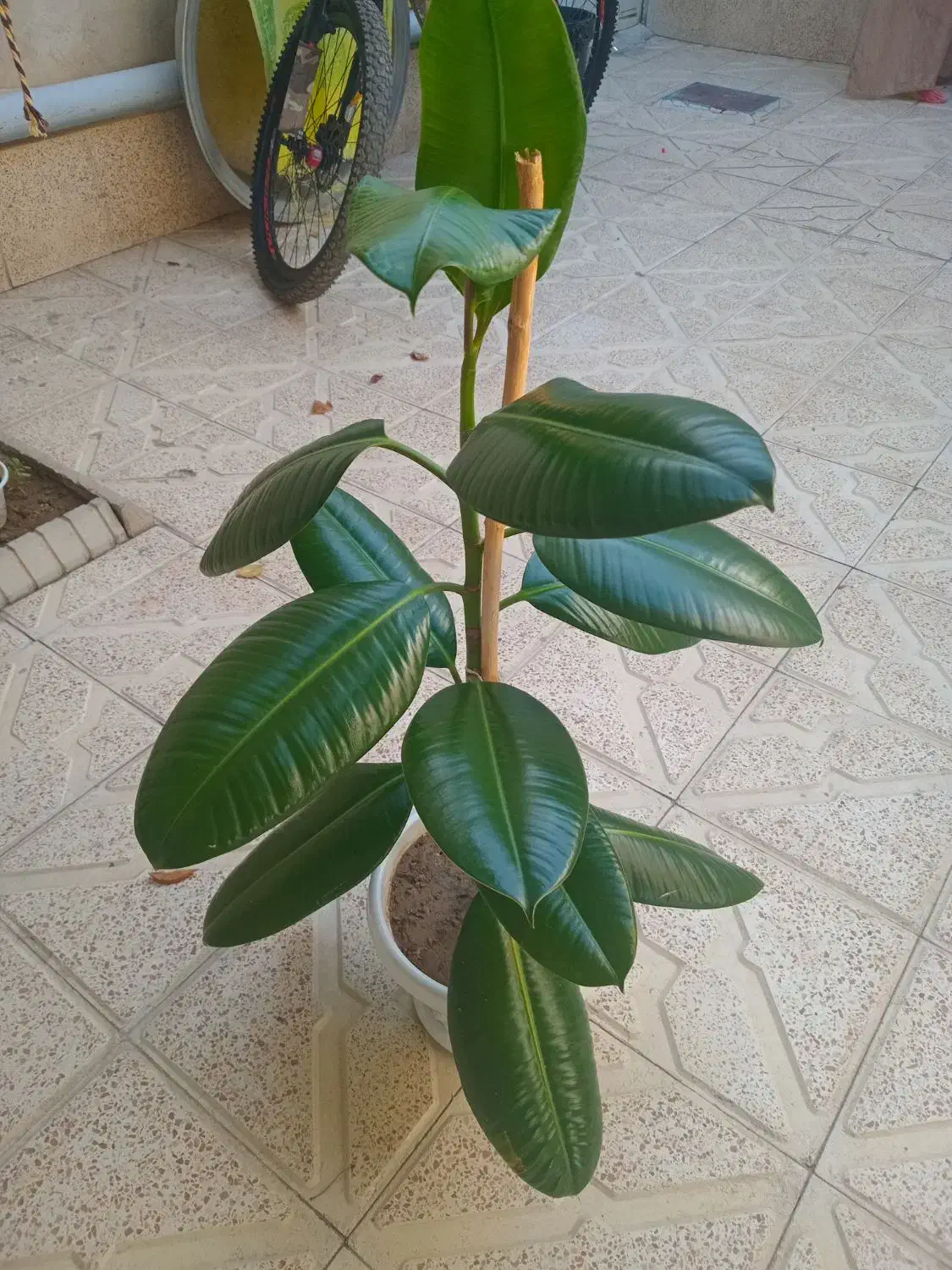 گل فیکوس فروشی|گل و گیاه طبیعی|سلماس, |دیوار