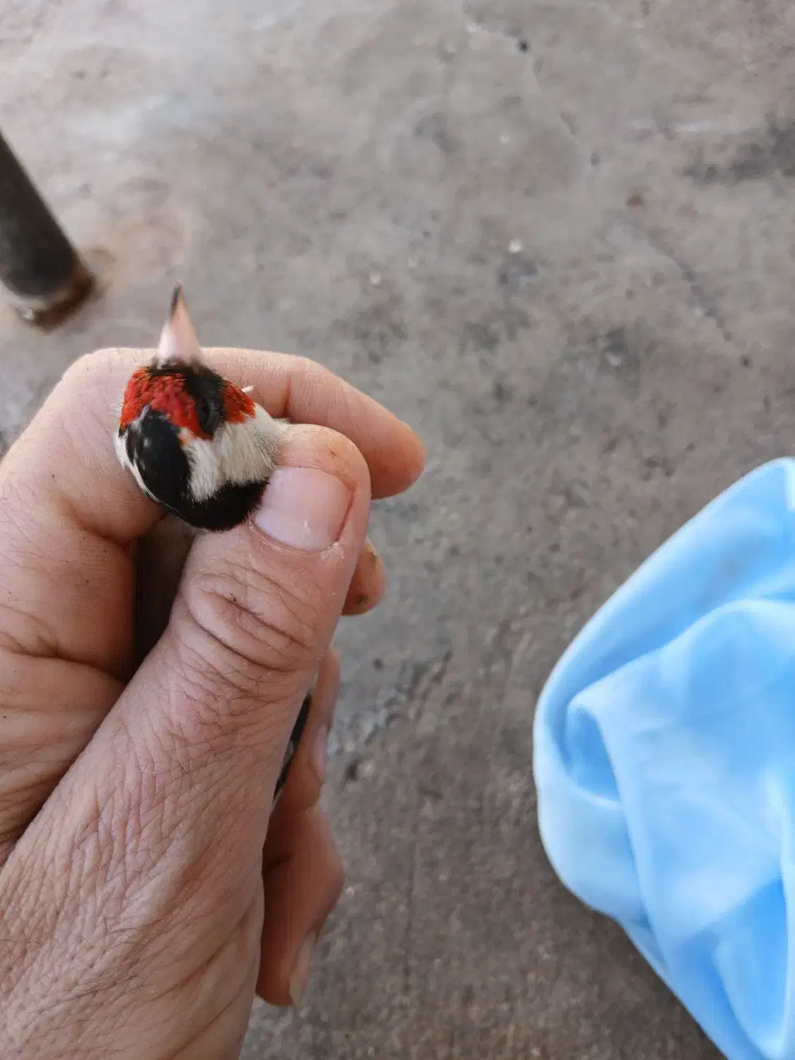 سهره نر جوان|پرنده|مسجد سلیمان, |دیوار