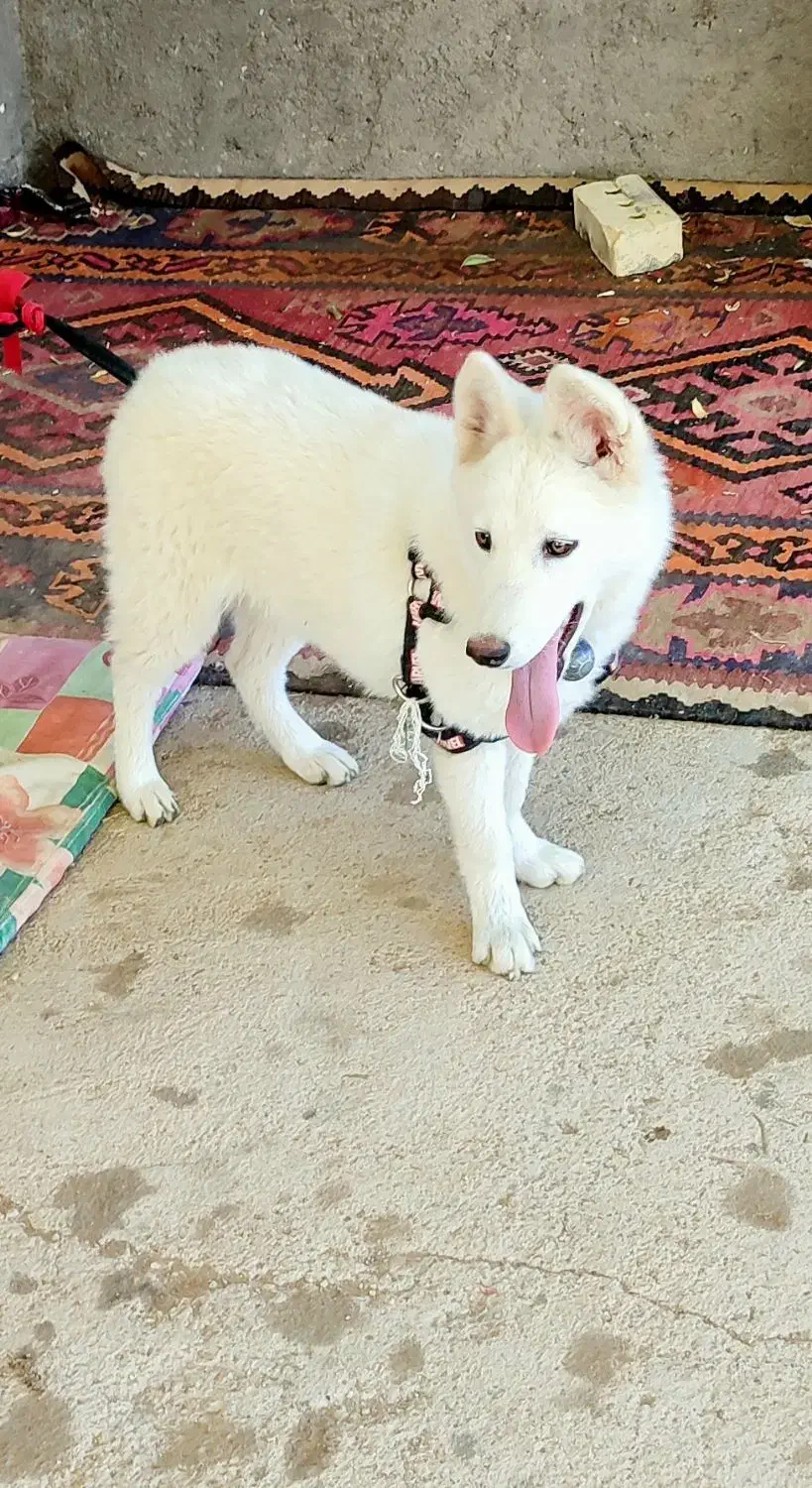 هاسکی ماده آماده فحل|سگ|زنجان, |دیوار