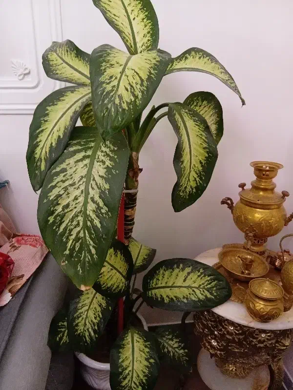 گل طبیعی دیفن باخیا|گل و گیاه طبیعی|خسروشاه, |دیوار