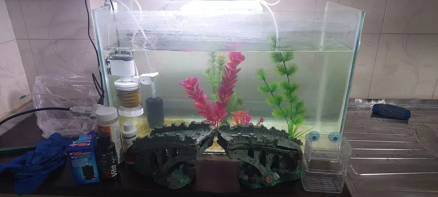 آکواریوم زیبا با چن تا ماهی گوپی و لوازم|ماهی|همدان, |دیوار