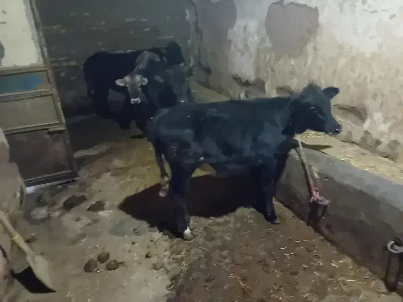 ماده گوشت|حیوانات مزرعه|خواجه, |دیوار