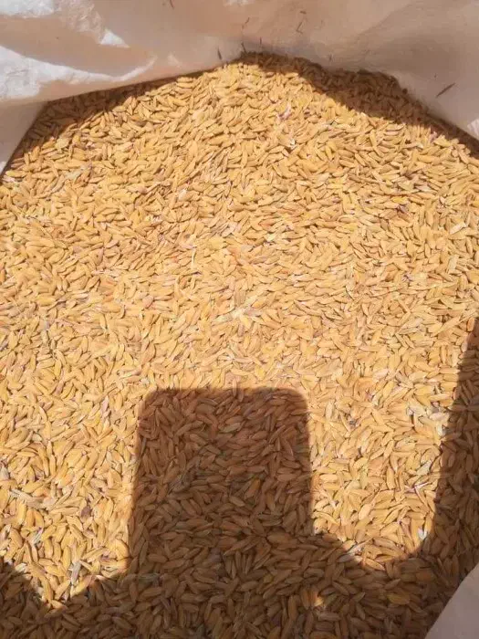 چلتیک فجر برنج|عمده‌فروشی|باشت, |دیوار