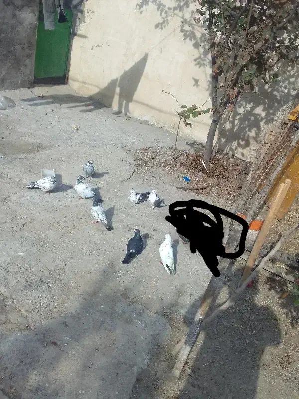 8تا کبوتر یک تا 200|پرنده|بیله سوار, |دیوار