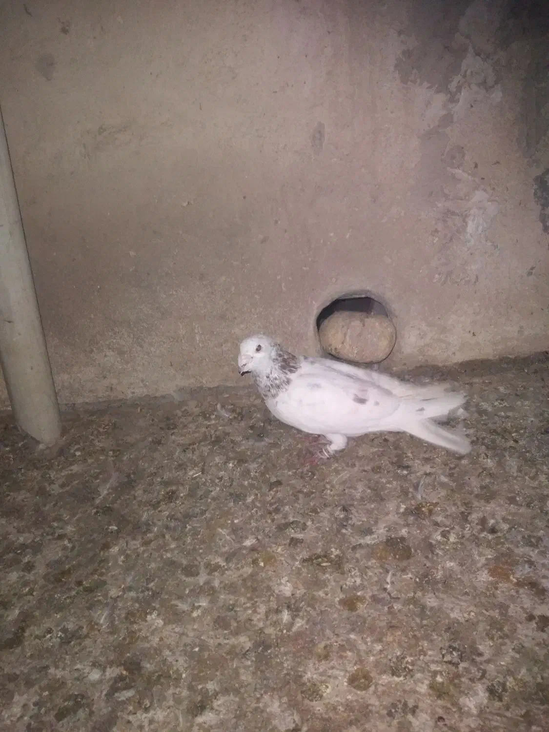 ۲تاکبوترپرشی|پرنده|آشخانه, |دیوار