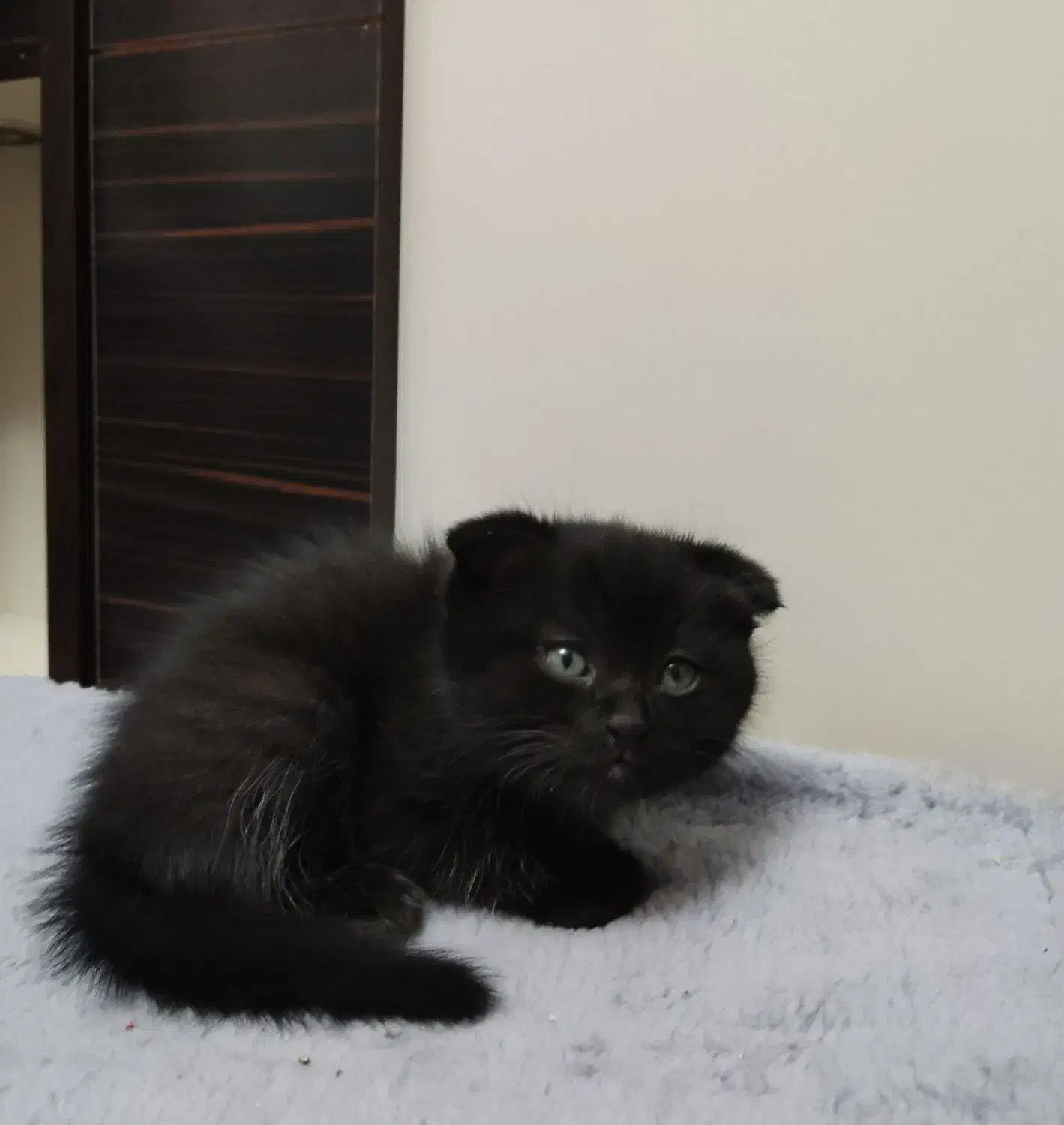 گربه اسکاتیش مو بلند|گربه|تبریز, |دیوار