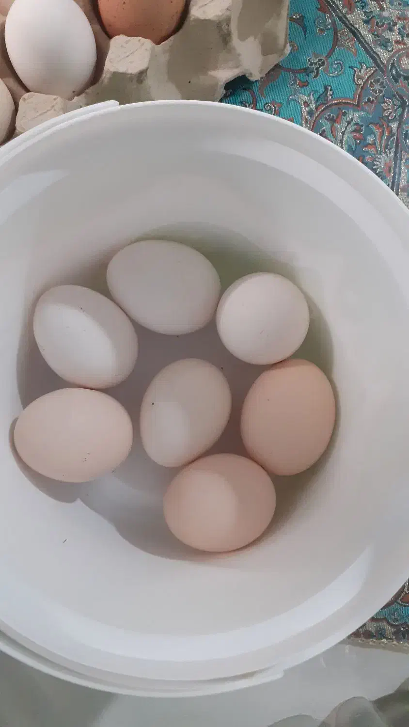 تخم مرغ ارگانیک|خوردنی و آشامیدنی|اصفهان, شاهد|دیوار