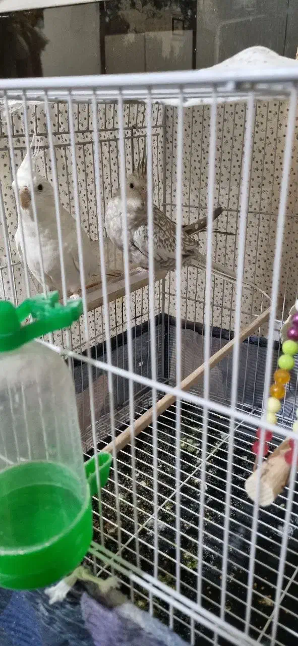 عروس هلندی آلبینو|پرنده|تربت‌حیدریه, بالا ولایت|دیوار