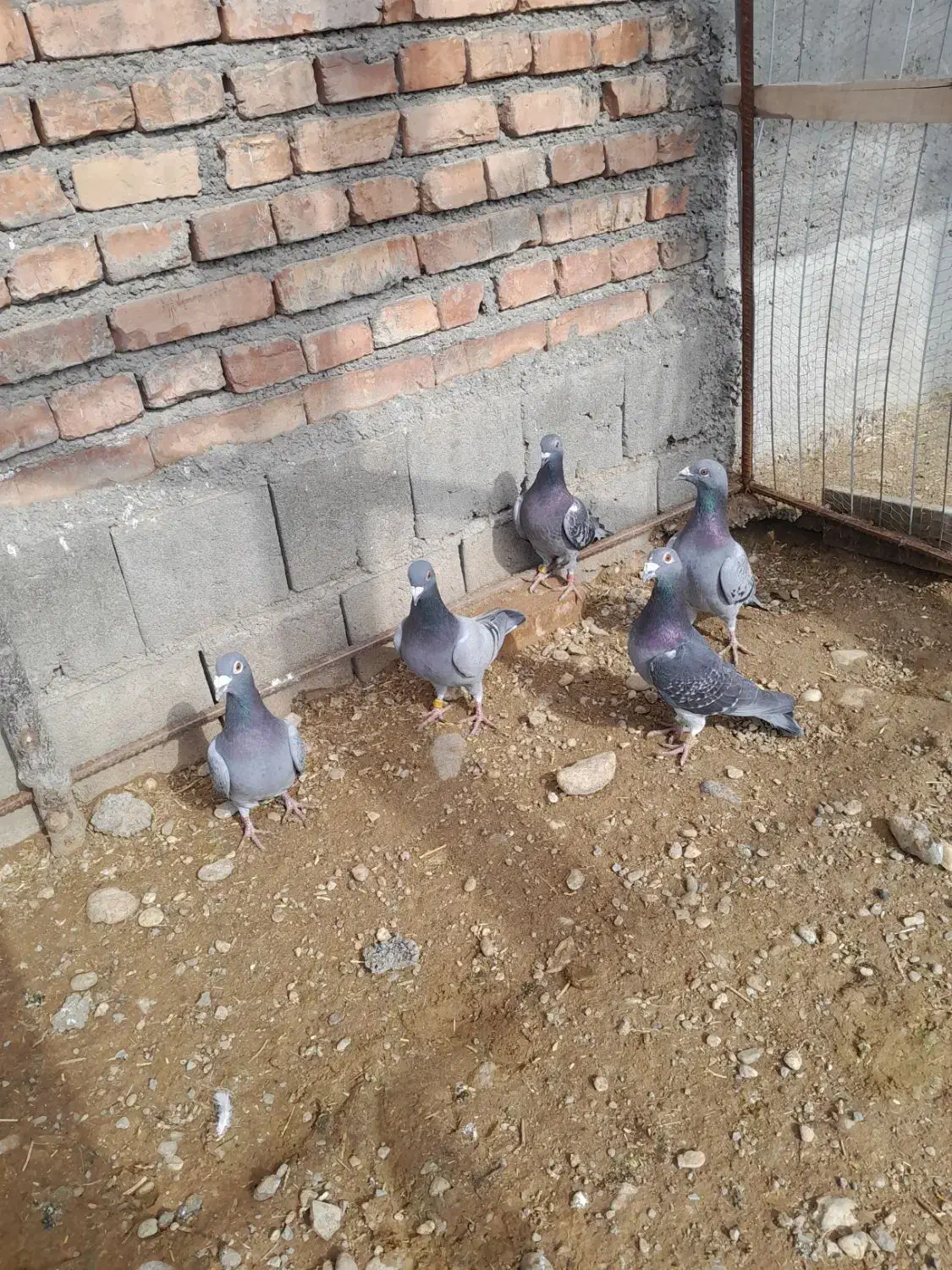 کبوتر پلاکی|پرنده|تبریز, |دیوار