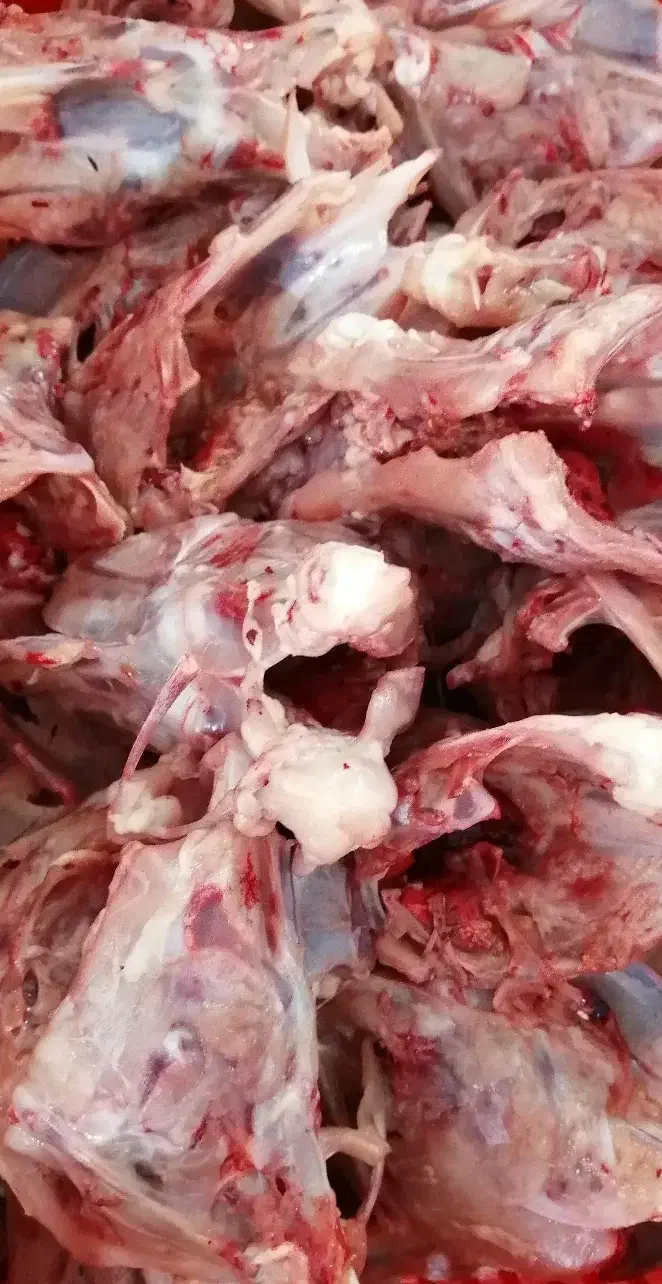 غذای سگ(پخته و خام)|لوازم جانبی حیوانات|پاکدشت, پاکدشت (مامازند)|دیوار