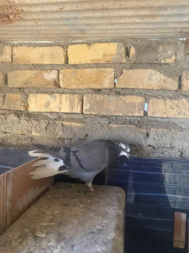 غریبگیری|پرنده|شاهرود, |دیوار