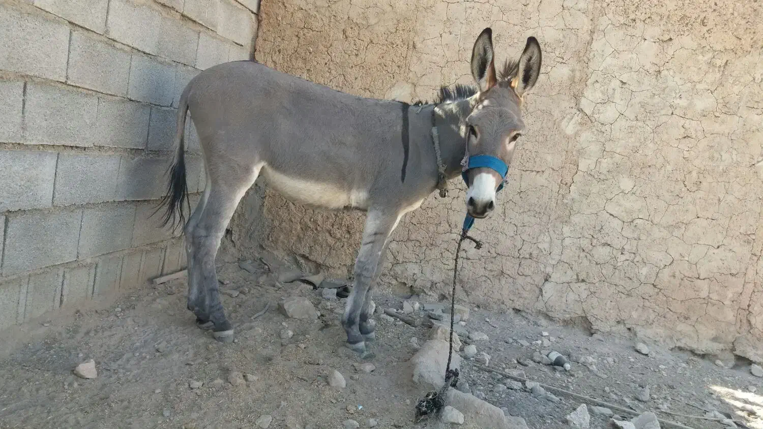 فروش|حیوانات مزرعه|جهرم, |دیوار