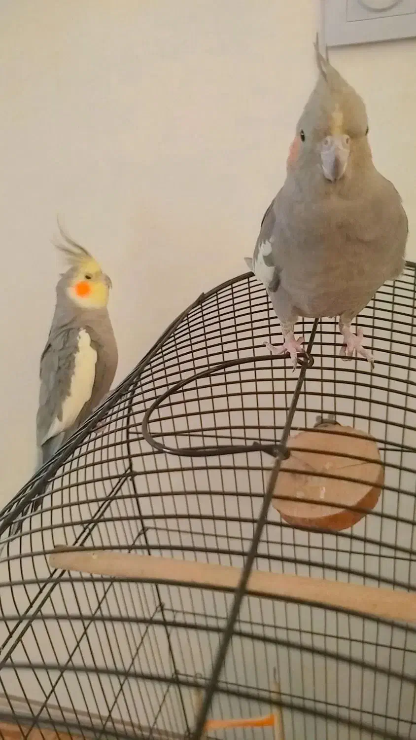 جفت عروس هلندی دستی|پرنده|پاکدشت, کبودگنبد|دیوار