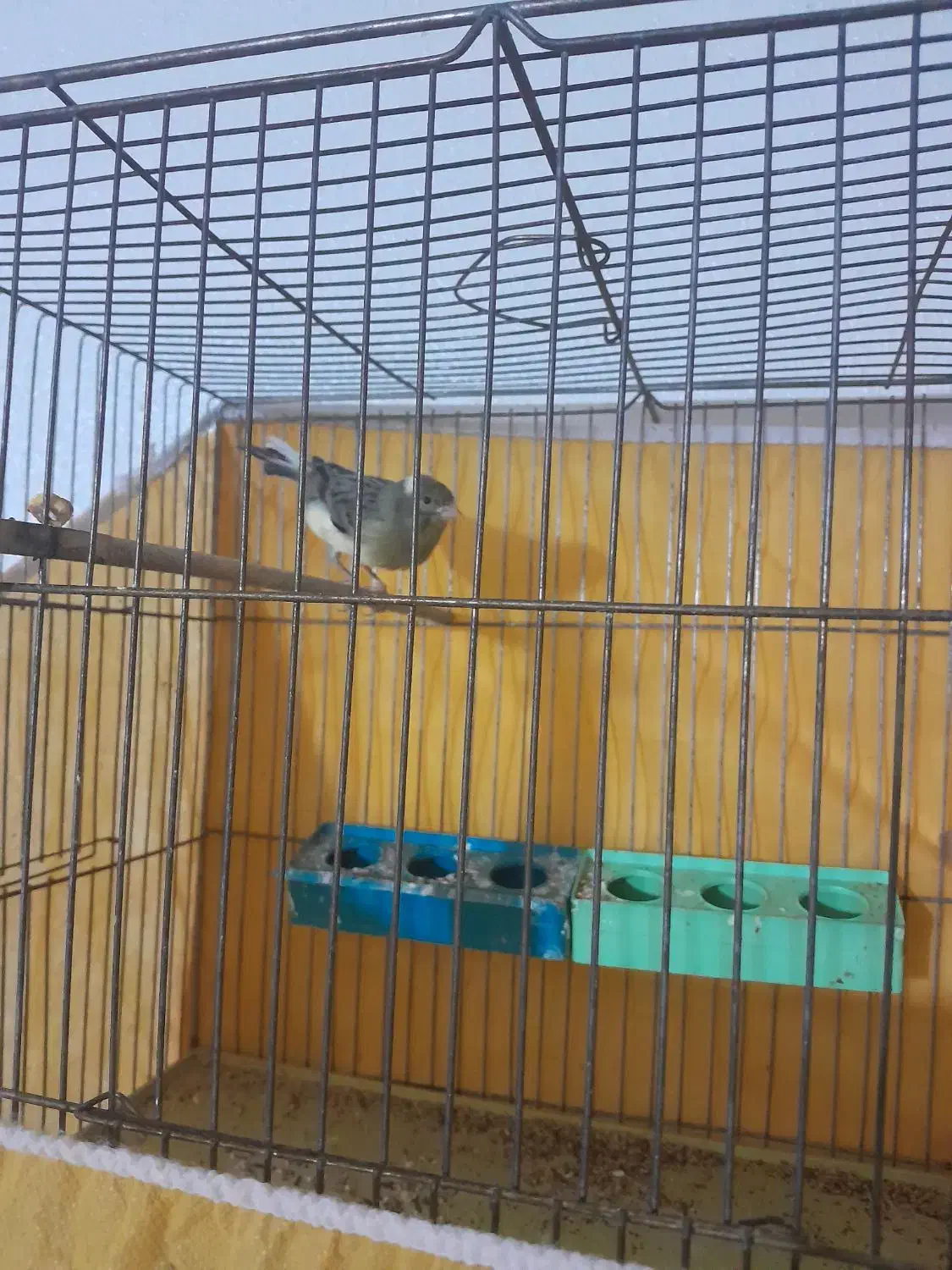 قناری|پرنده|شاهینشهر, گرگاب|دیوار