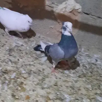 شازده نر کاکلی ماده بی کاکل|پرنده|قم, علی آباد|دیوار