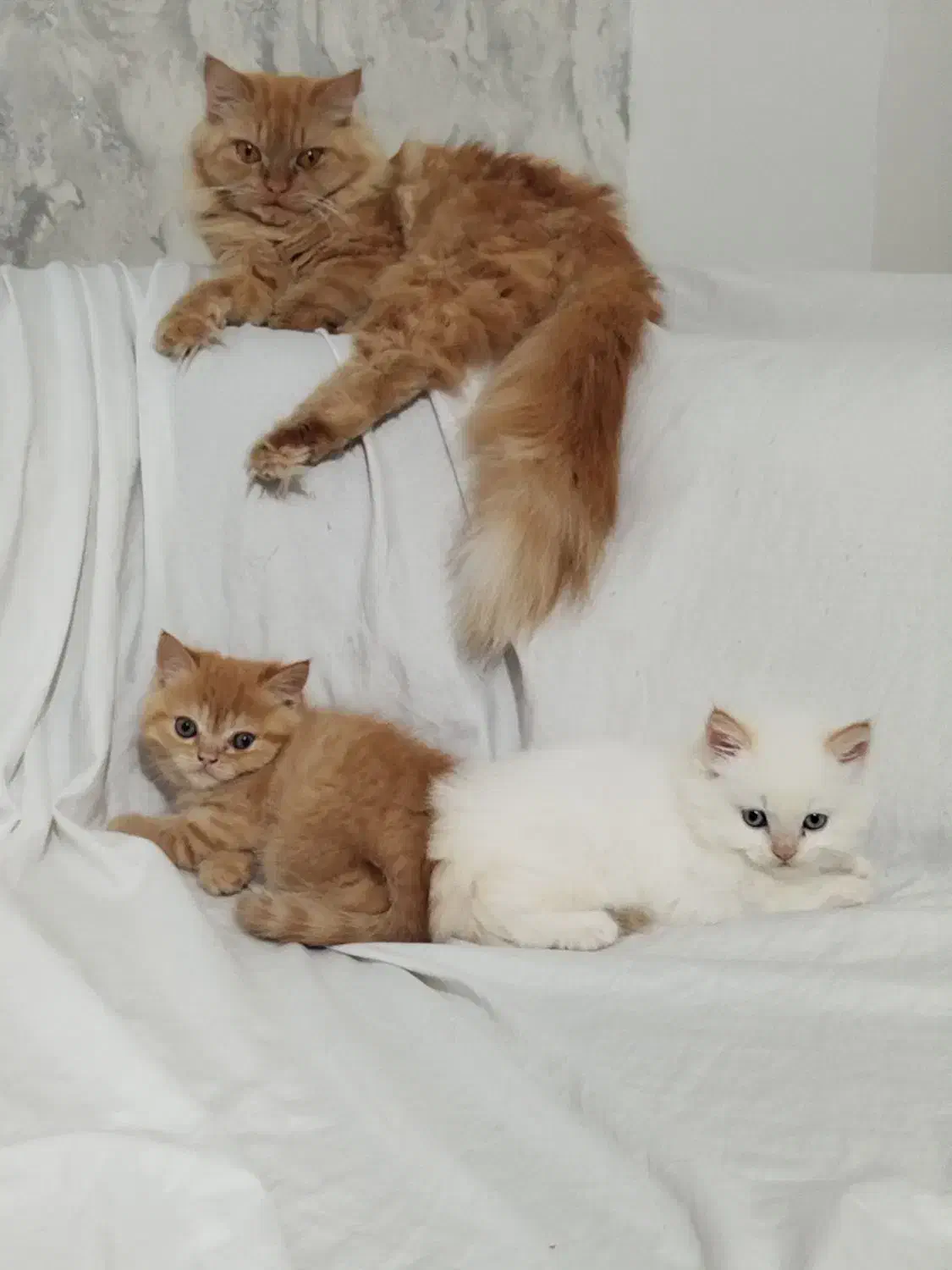 گربه پرشین|گربه|گرگان, |دیوار