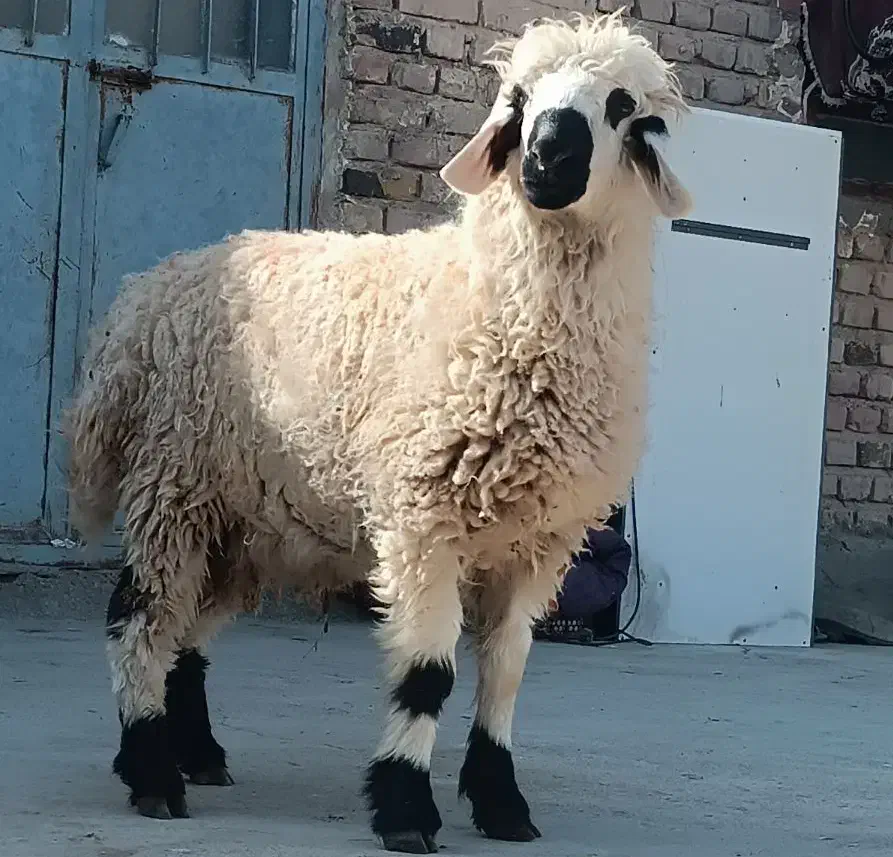 دوکابرپاکستانی و بره نر پلواری|حیوانات مزرعه|زابل, |دیوار