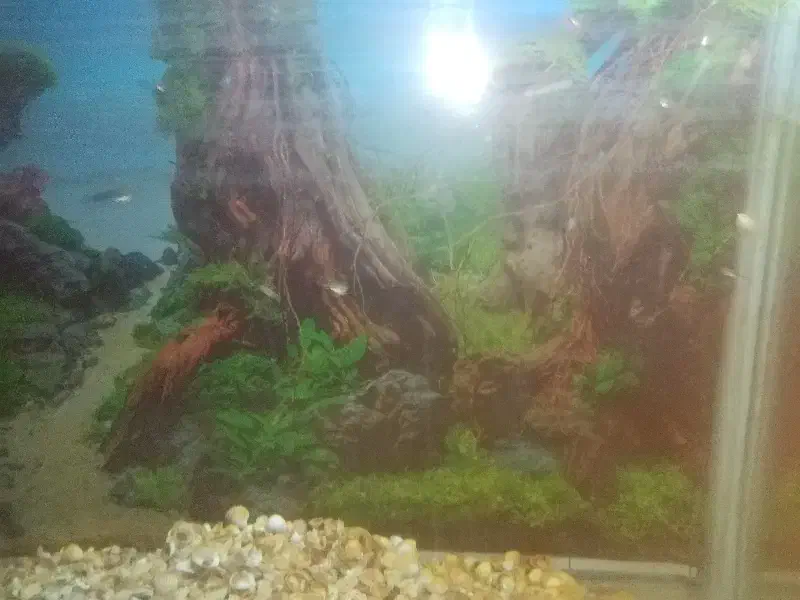 ماهی گوپی و کوی|ماهی|شیراز, قلعه شاهزاده بیگم|دیوار