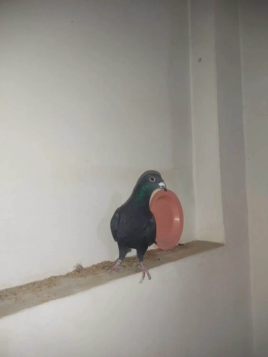 کبوتر پلاکی|پرنده|اصفهان, آفاران|دیوار