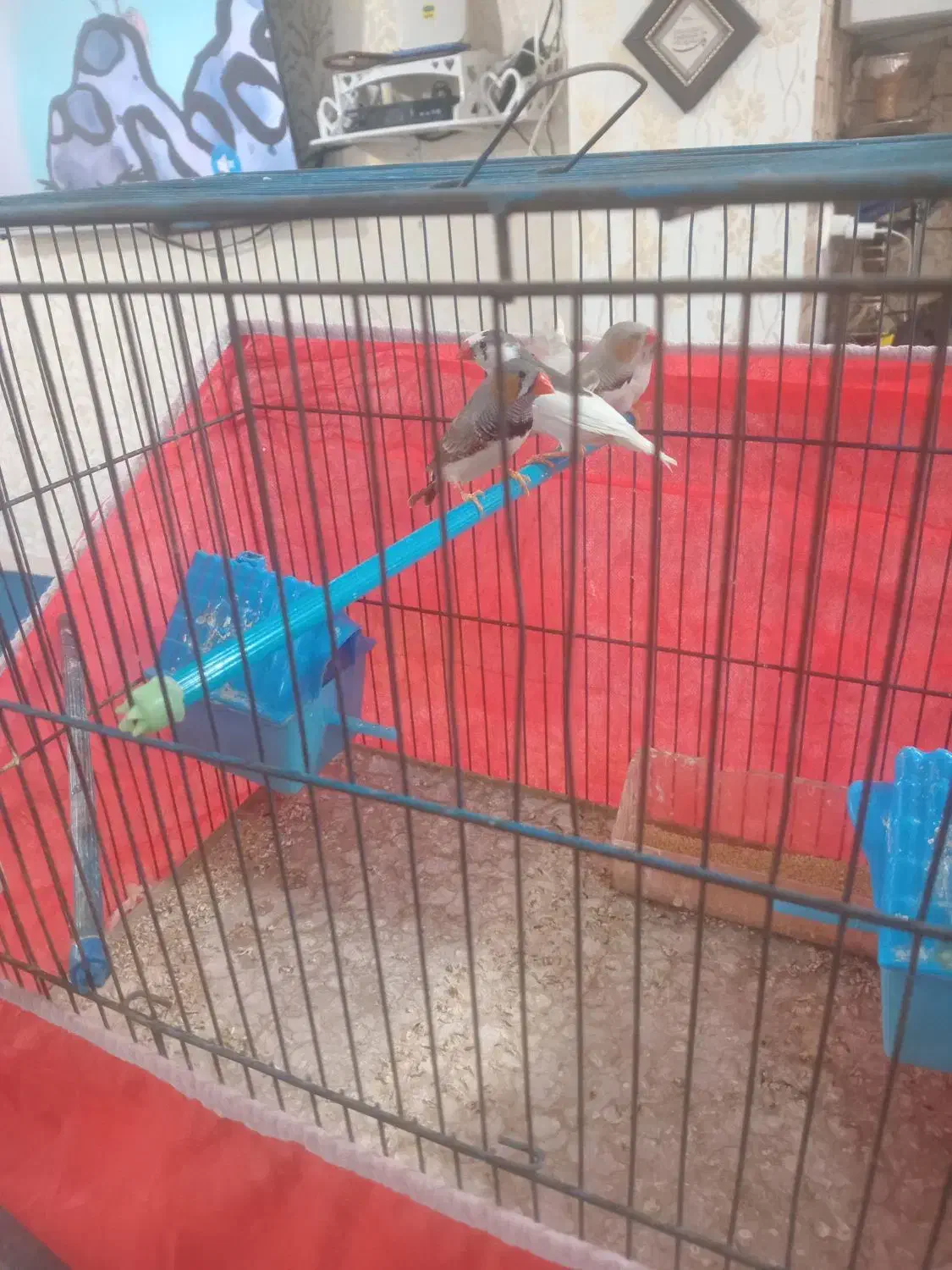 ۴ عدد فنج|پرنده|قرچک, پویینک|دیوار