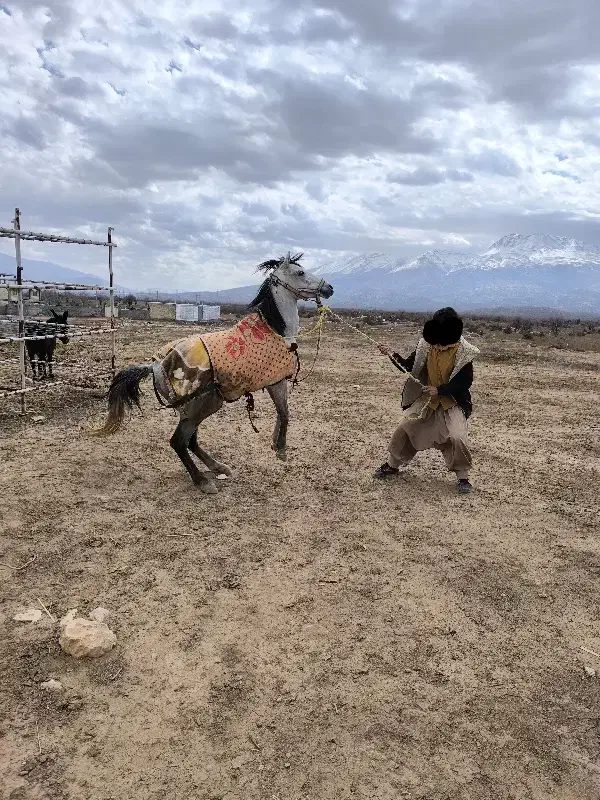 اسب صواری|حیوانات مزرعه|لردگان, |دیوار