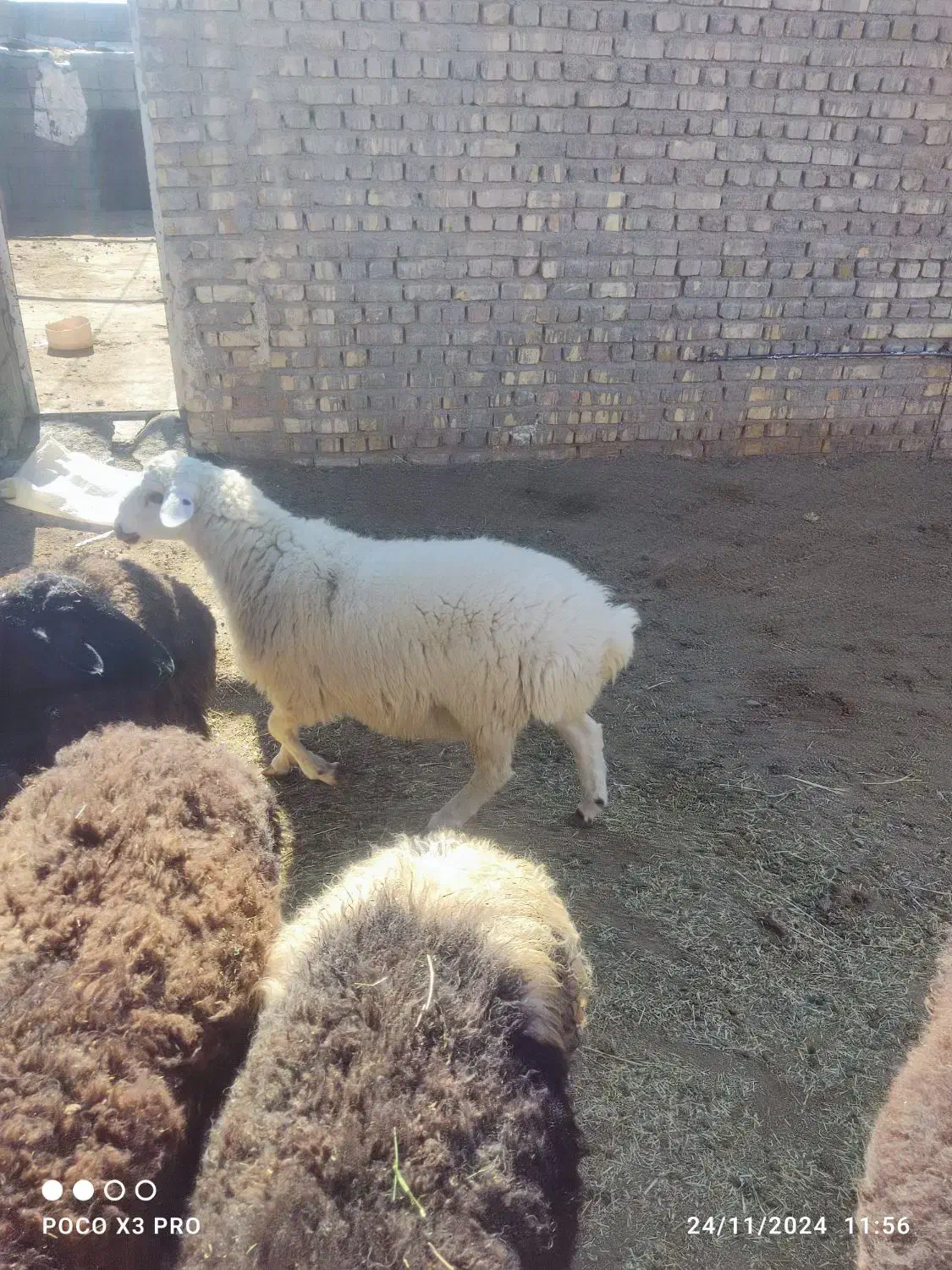 بره نر و ماده فروشی|حیوانات مزرعه|قم, باغ اشرافی|دیوار