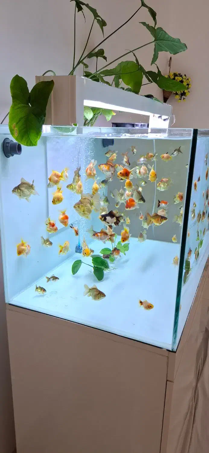 ماهی گلدفیش|ماهی|کنگاور, |دیوار