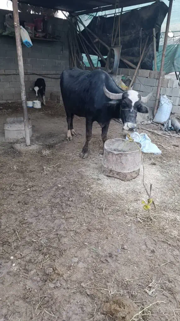 شوشتر شعیبیه|حیوانات مزرعه|شوشتر, |دیوار