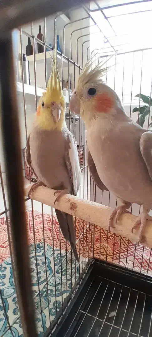 جفت عروس هلندی|پرنده|برخوار, |دیوار