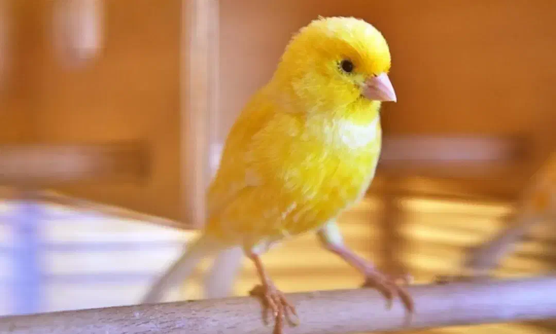 سهره.قناری اهلی جوجه برج ۳|پرنده|اهواز, منبع اب|دیوار