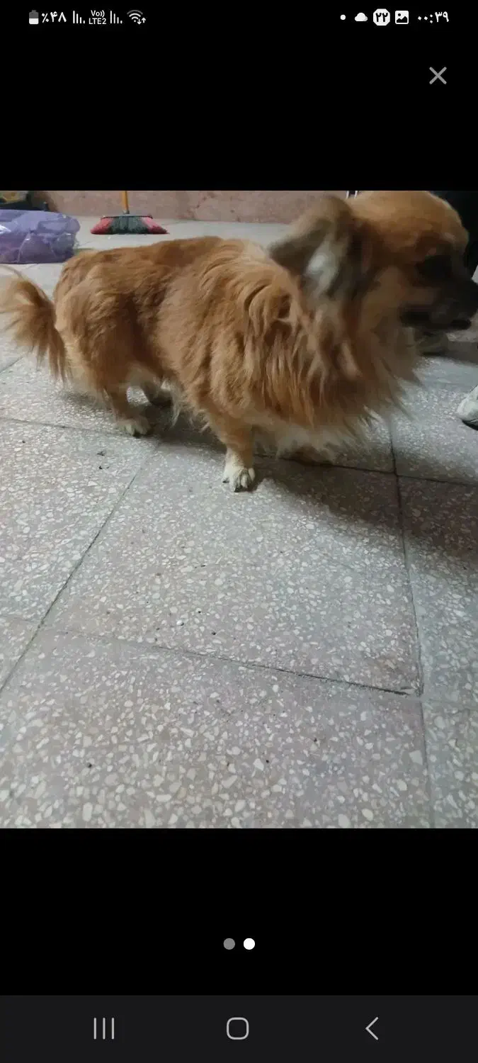 سگ گمشده|حیوانات|شاهرود, |دیوار