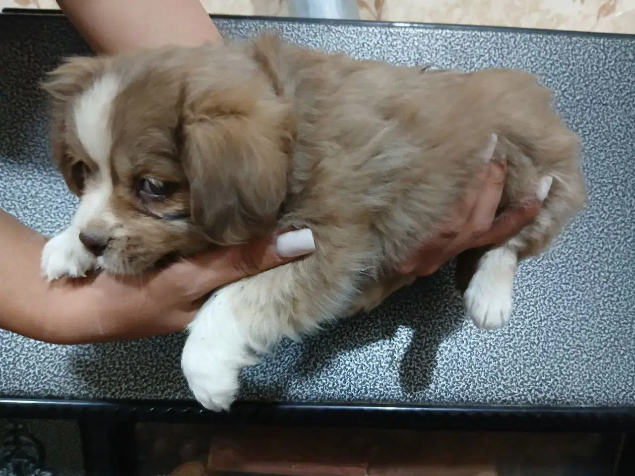 واگذاری سگ پاکوتاه|سگ|یزدان شهر, |دیوار