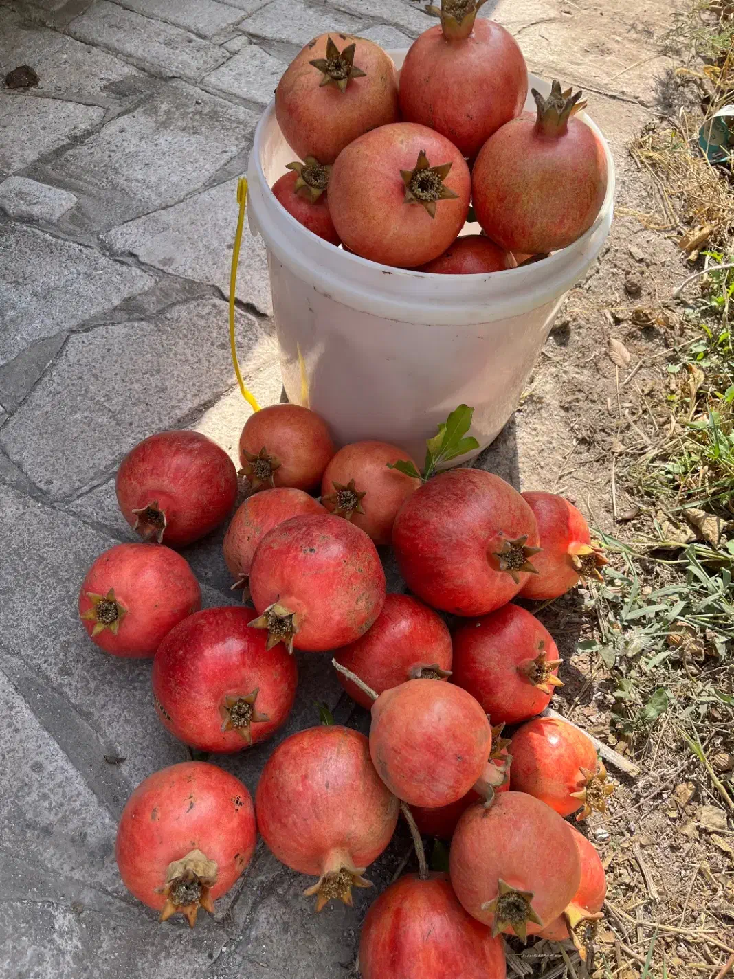 فروش رب انار محلی بصورت عمده|خوردنی و آشامیدنی|رودبار, |دیوار
