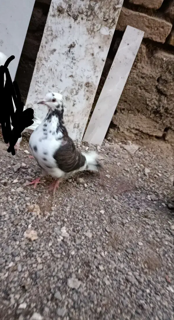 کبوتر|پرنده|خوی, |دیوار