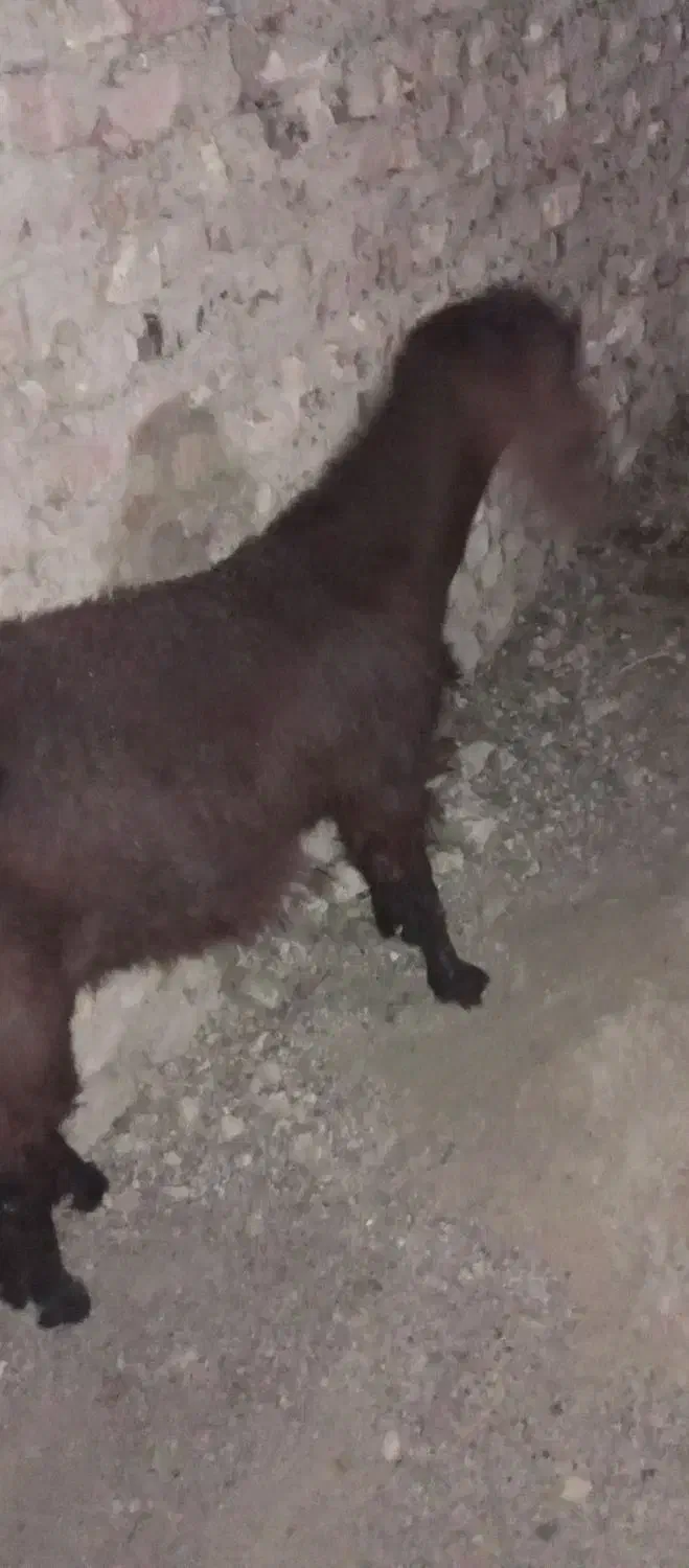 کهره چاق وچله|حیوانات مزرعه|زابل, |دیوار