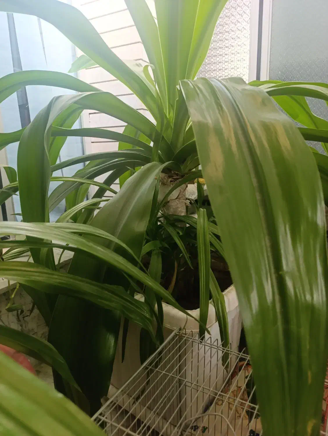 گل اشک ملکه|گل و گیاه طبیعی|مبارکه, |دیوار