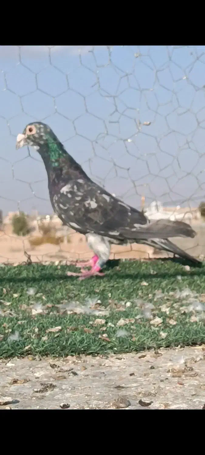 تعداد آلمانی و کرمانی|پرنده|بیرجند, |دیوار