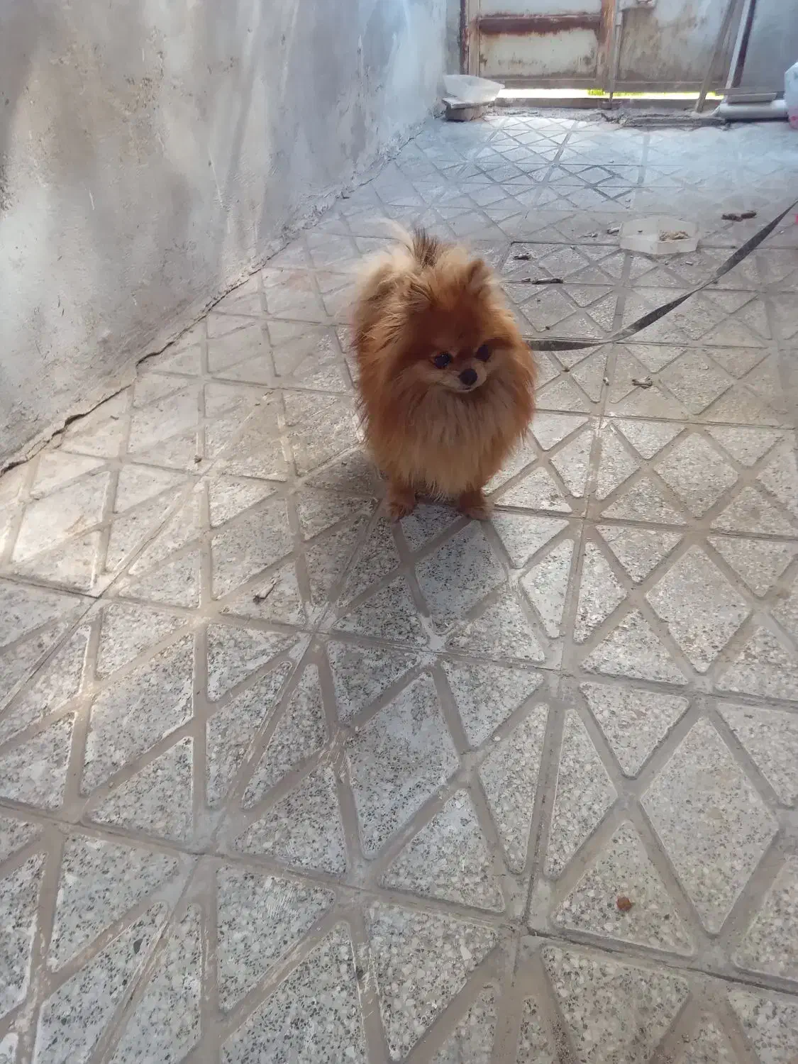 پامرین نژاد دار اصل|سگ|گنبد کاووس, |دیوار