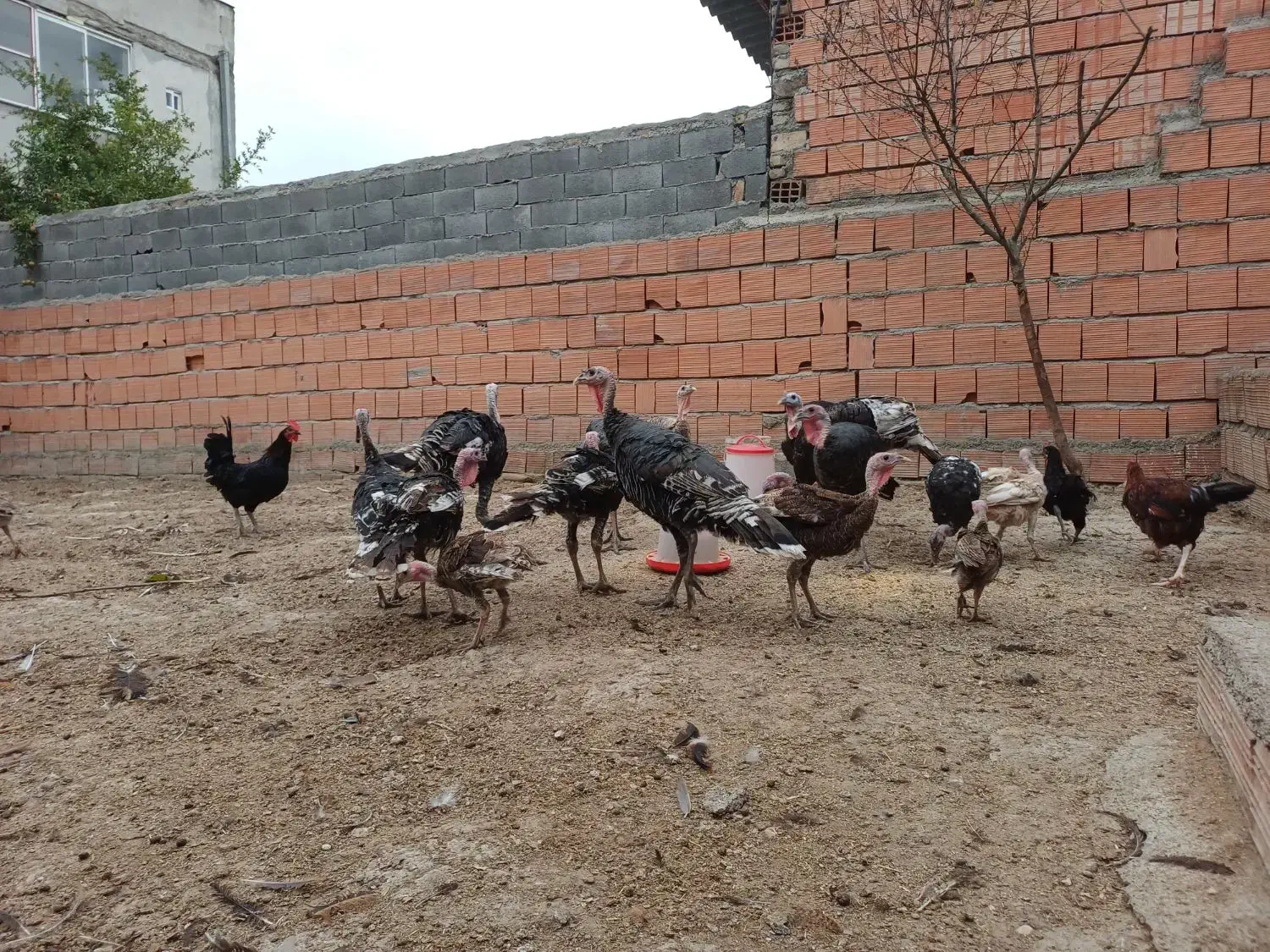 بوقلمون برنز ۶ ماهه و ۸ ماهه و ۱۰ ماهه|حیوانات مزرعه|گرگان, |دیوار