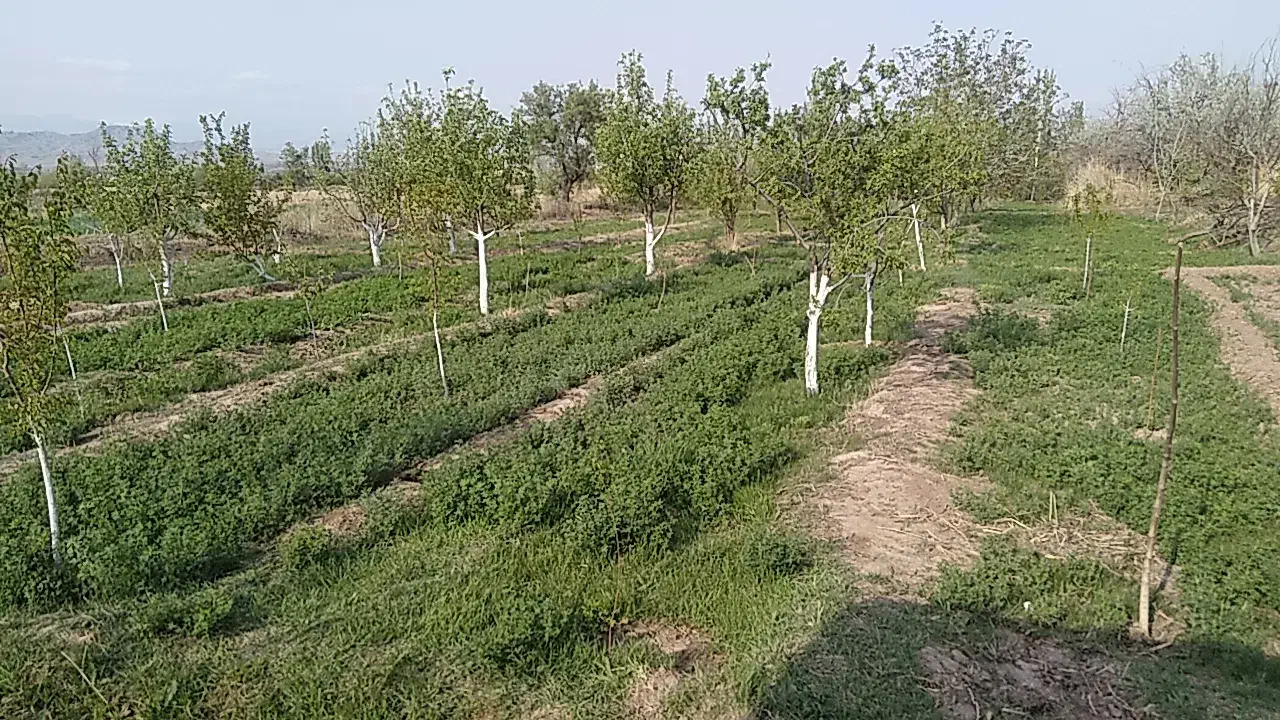 باغ ۶۰۵ متری|فروش زمین و ملک کلنگی|کشکسرای, |دیوار